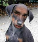 attention aux chien