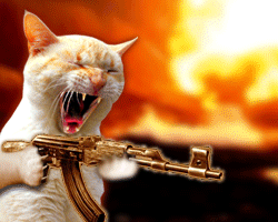le chat de benladen