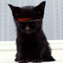le chat de k2000
